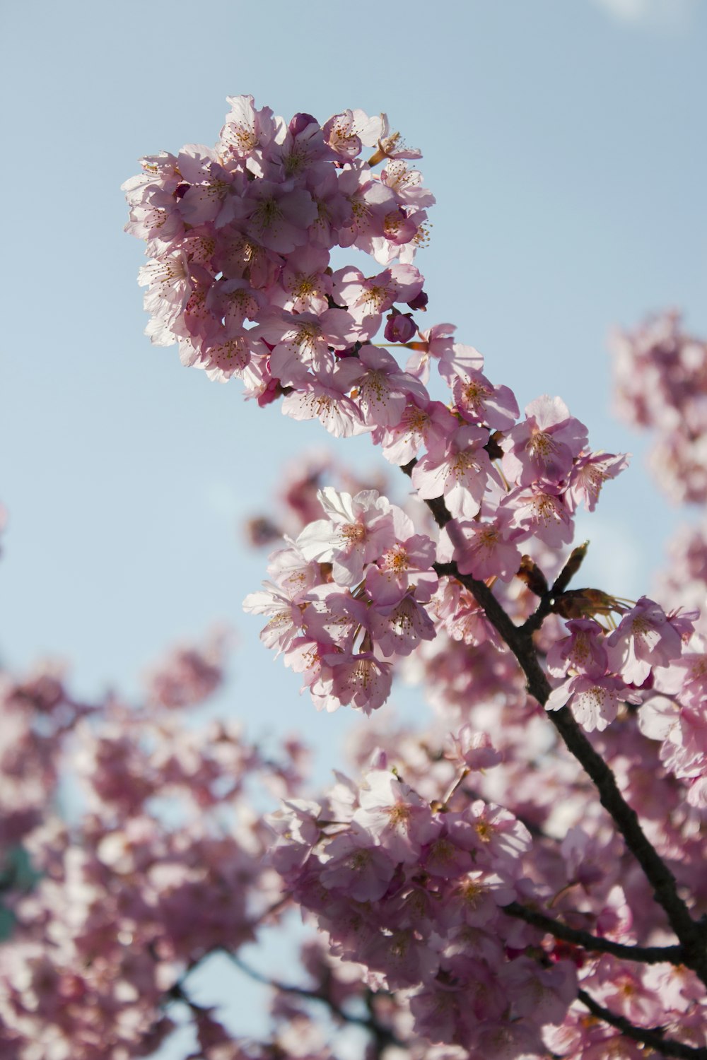 a tree with lots of pink flowers on it