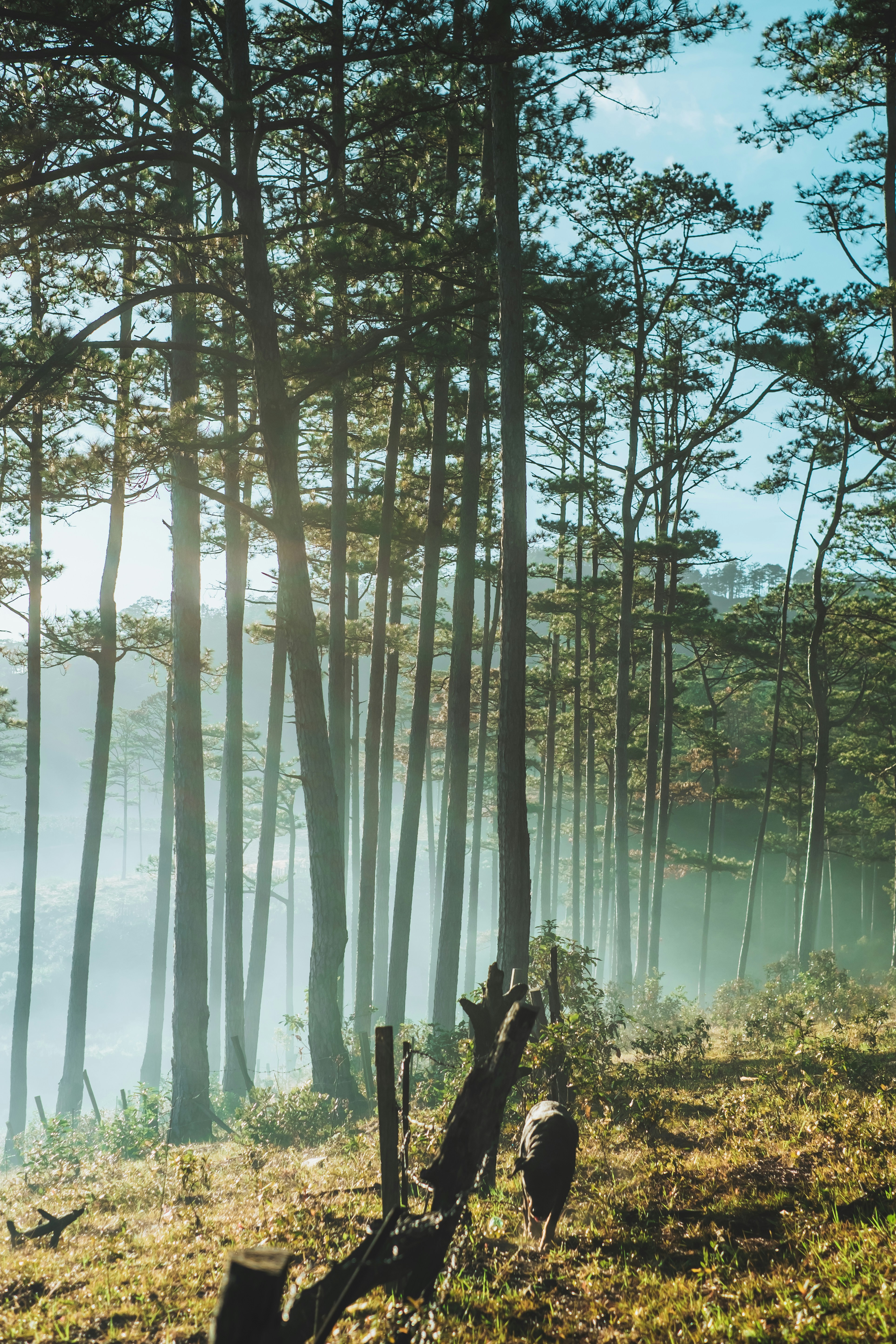 a forest filled with lots of tall trees