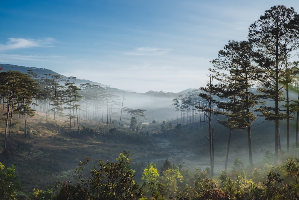 a forest filled with lots of trees on top of a hill