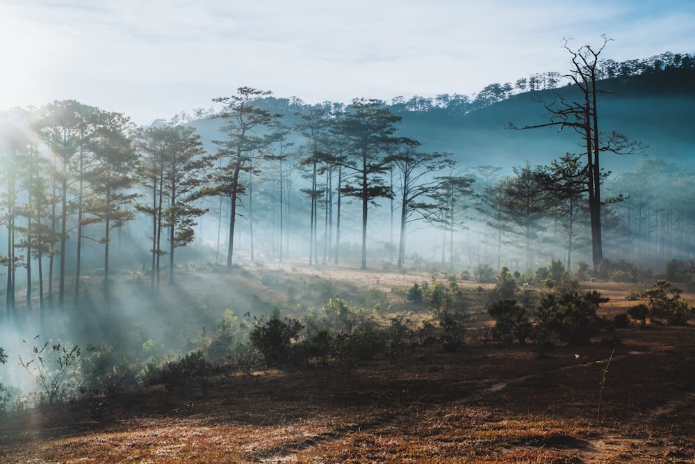 a foggy forest filled with lots of trees