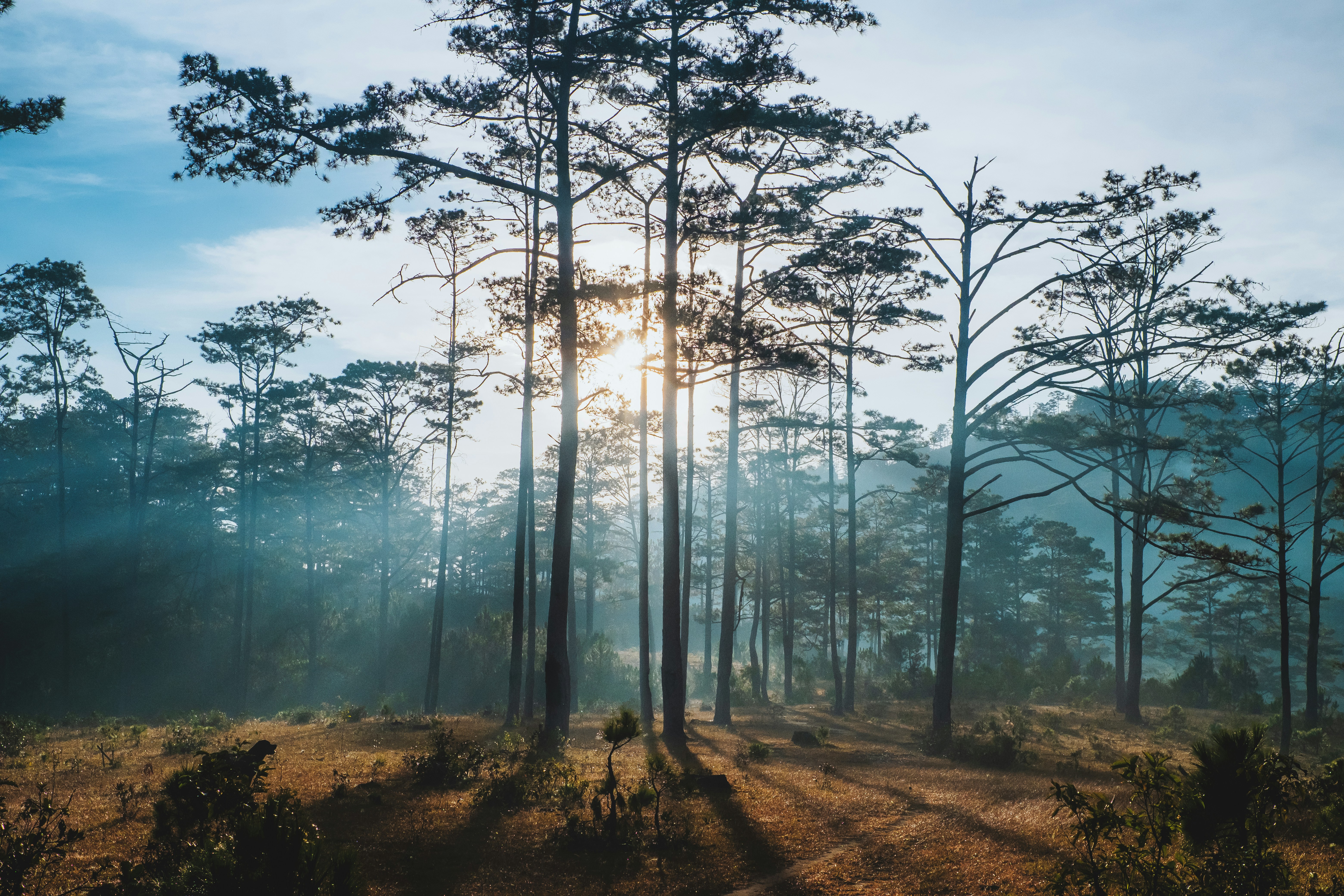 the sun is shining through the trees in the forest