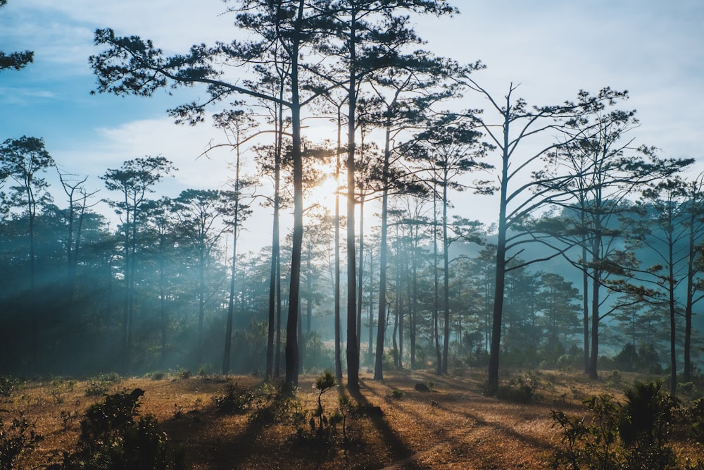 the sun is shining through the trees in the forest