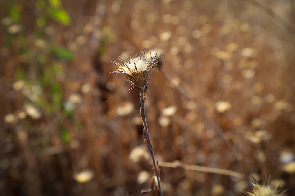 a close up of a plant in a field