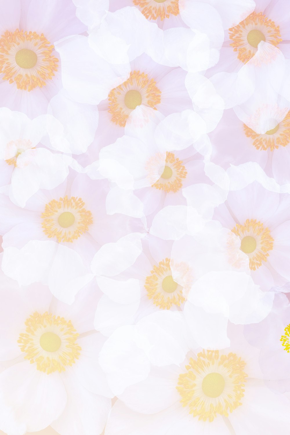 un ramo de flores blancas y amarillas sobre un fondo rosa