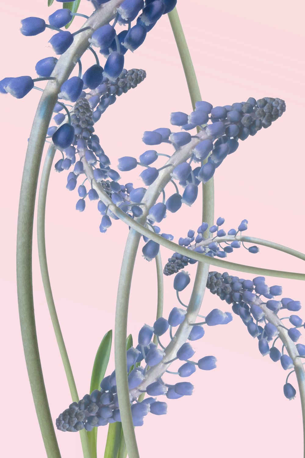 a bunch of blue flowers on a pink background