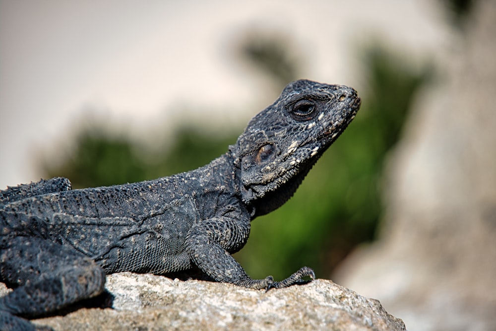 a close up of a lizard on a rock