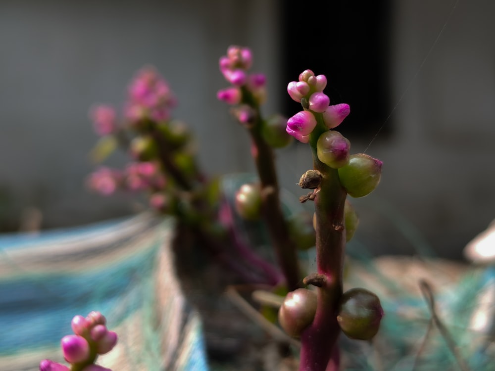 a close up of a plant with pink flowers