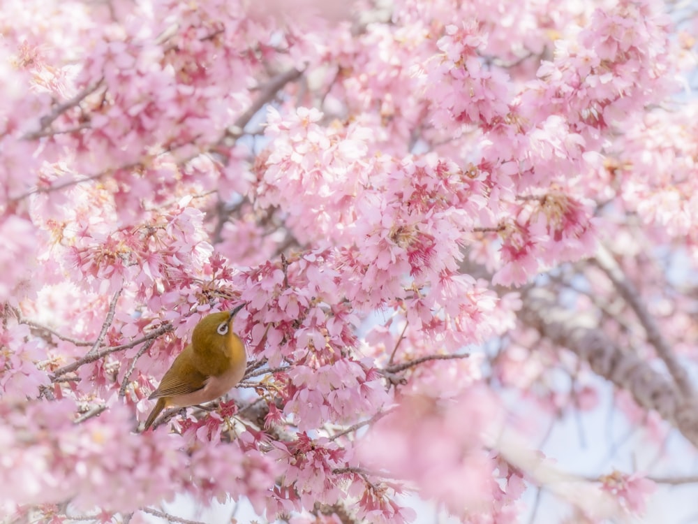 a bird sitting on a branch of a tree with pink flowers