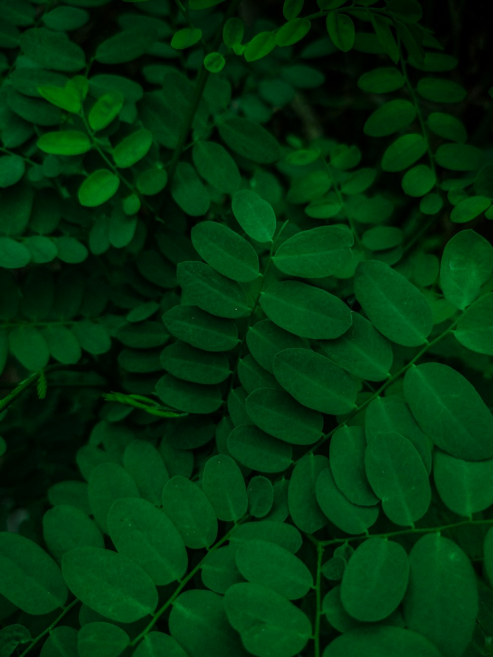 a close up of a plant with green leaves