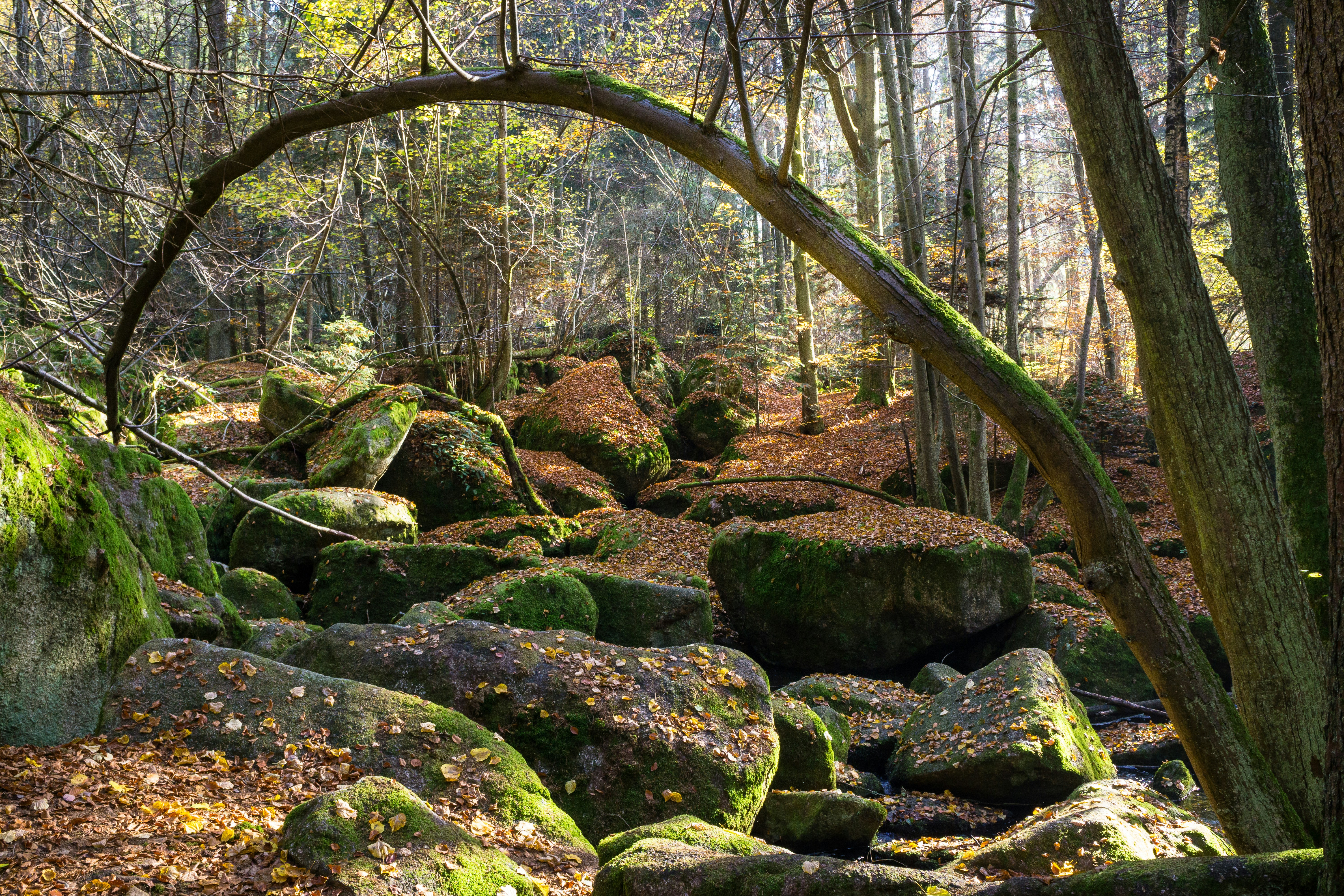 Un bosque lleno de muchas rocas cubiertas de musgo verde foto – Imagen ...