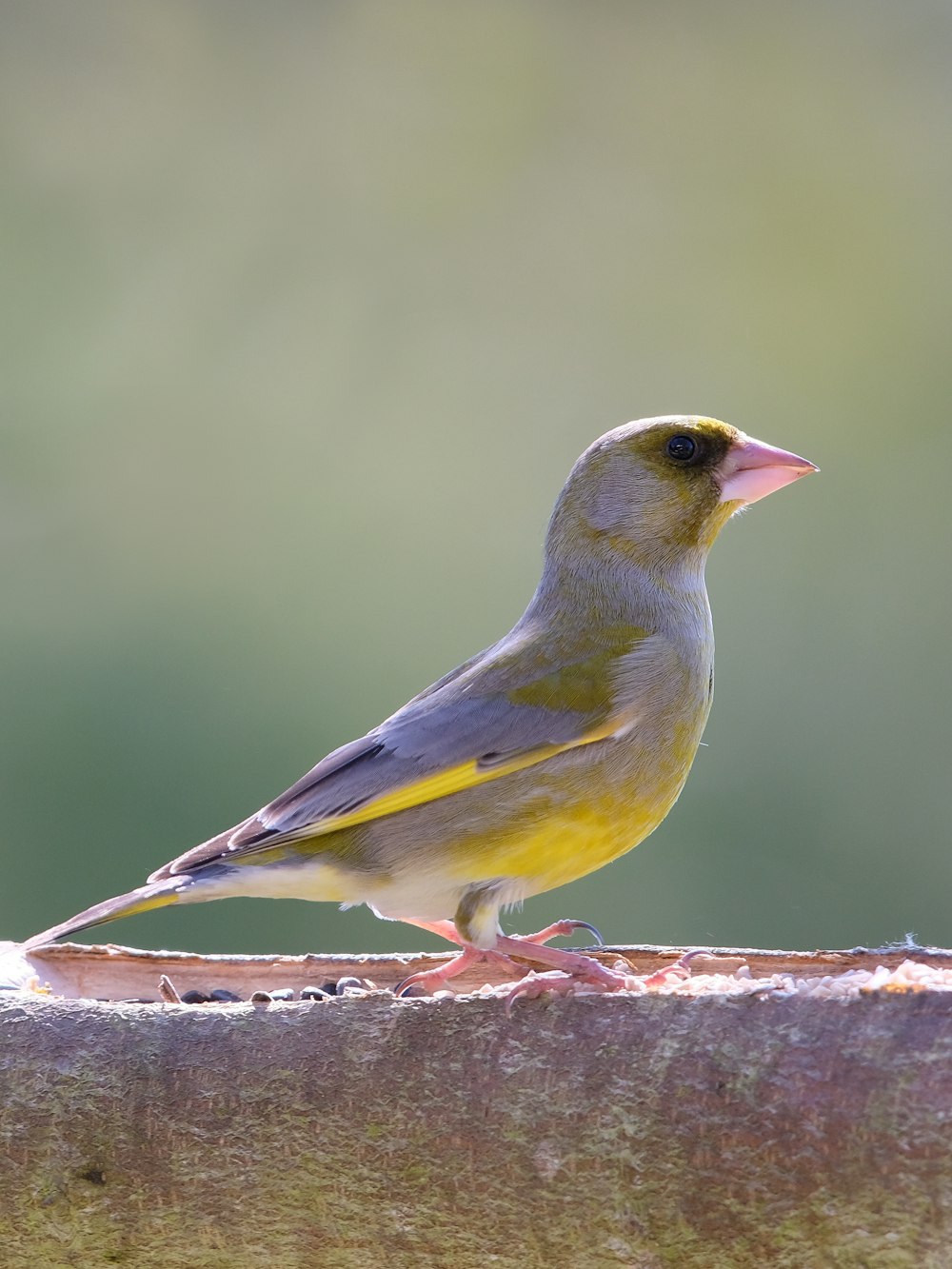 a yellow and gray bird sitting on a wooden ledge