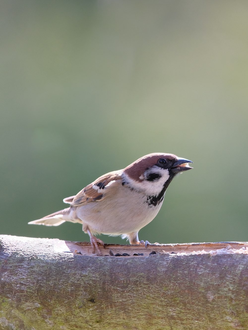 a small bird perched on a piece of wood