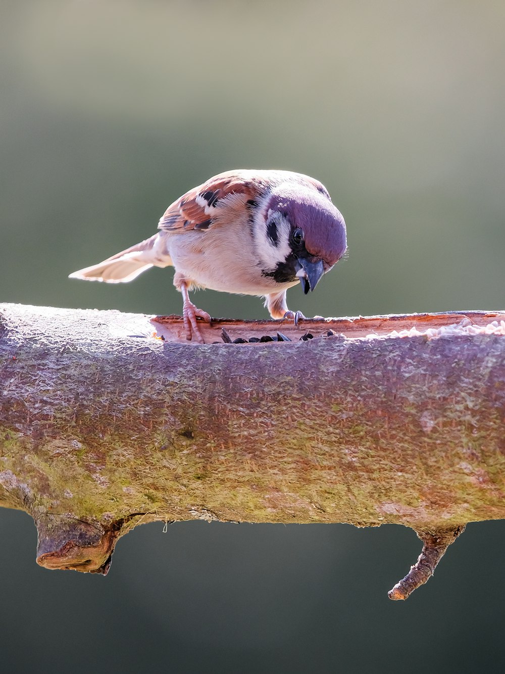 a small bird perched on a piece of wood