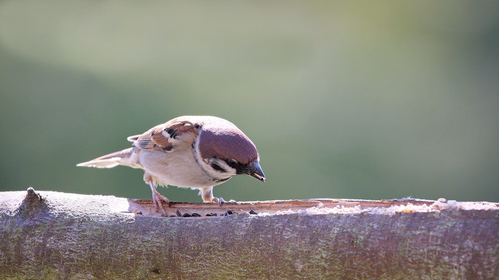 a small bird standing on a piece of wood