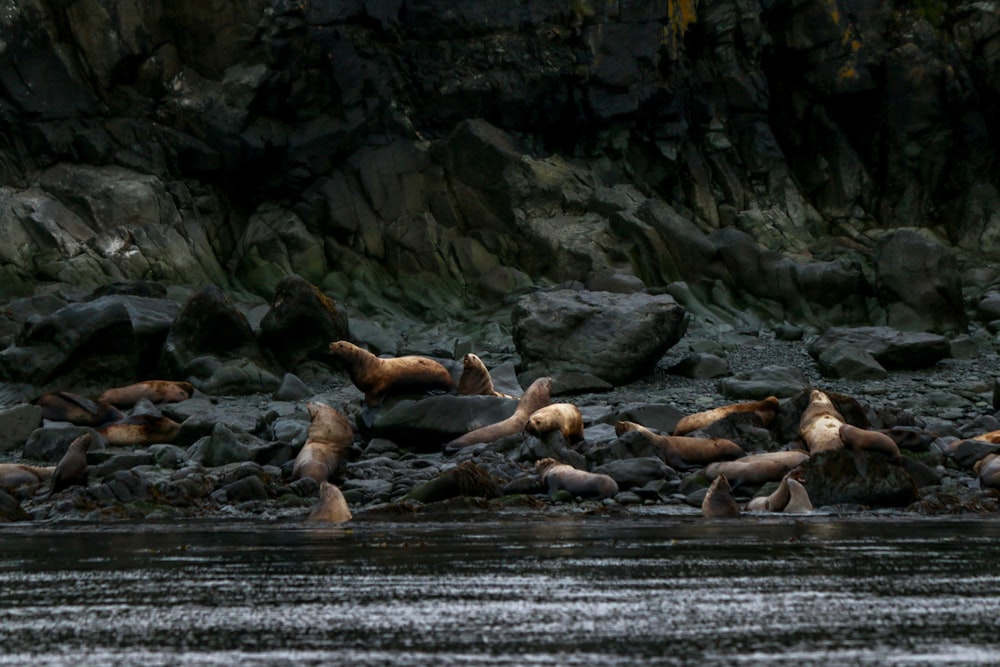 a group of sea lions resting on rocks in the water
