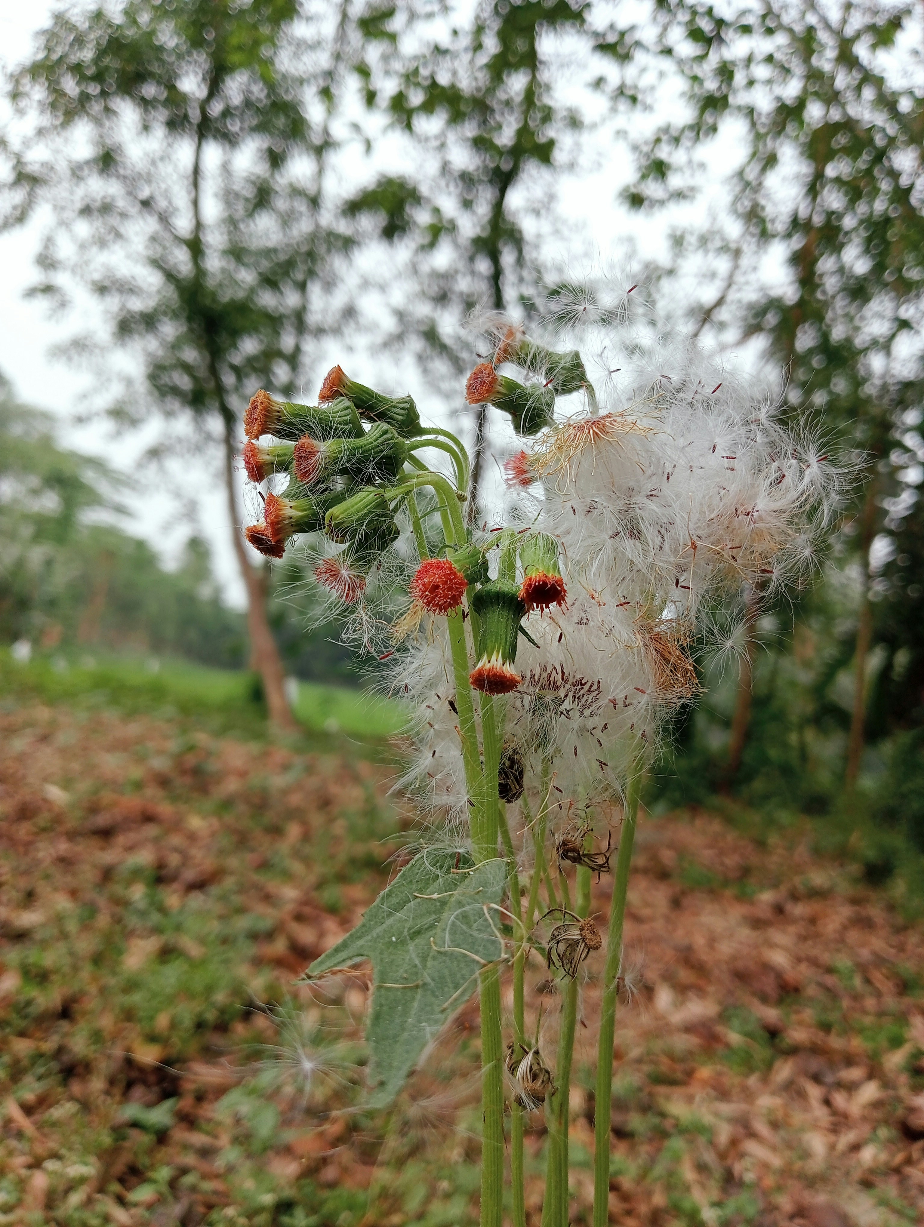 a close up of a flower in a field
