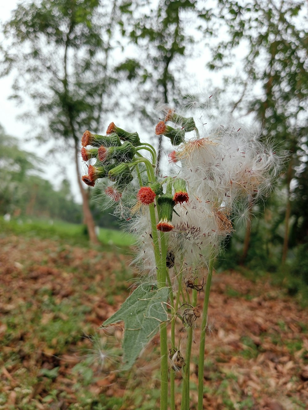 a close up of a flower in a field