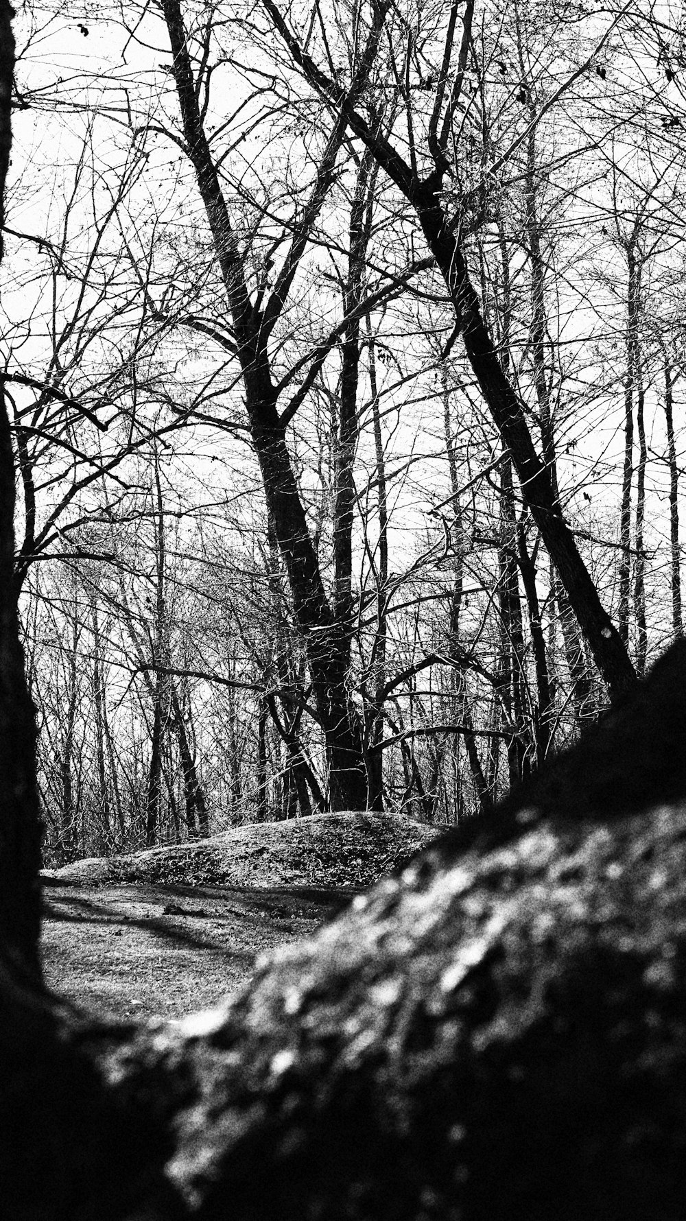 a black and white photo of trees in the woods