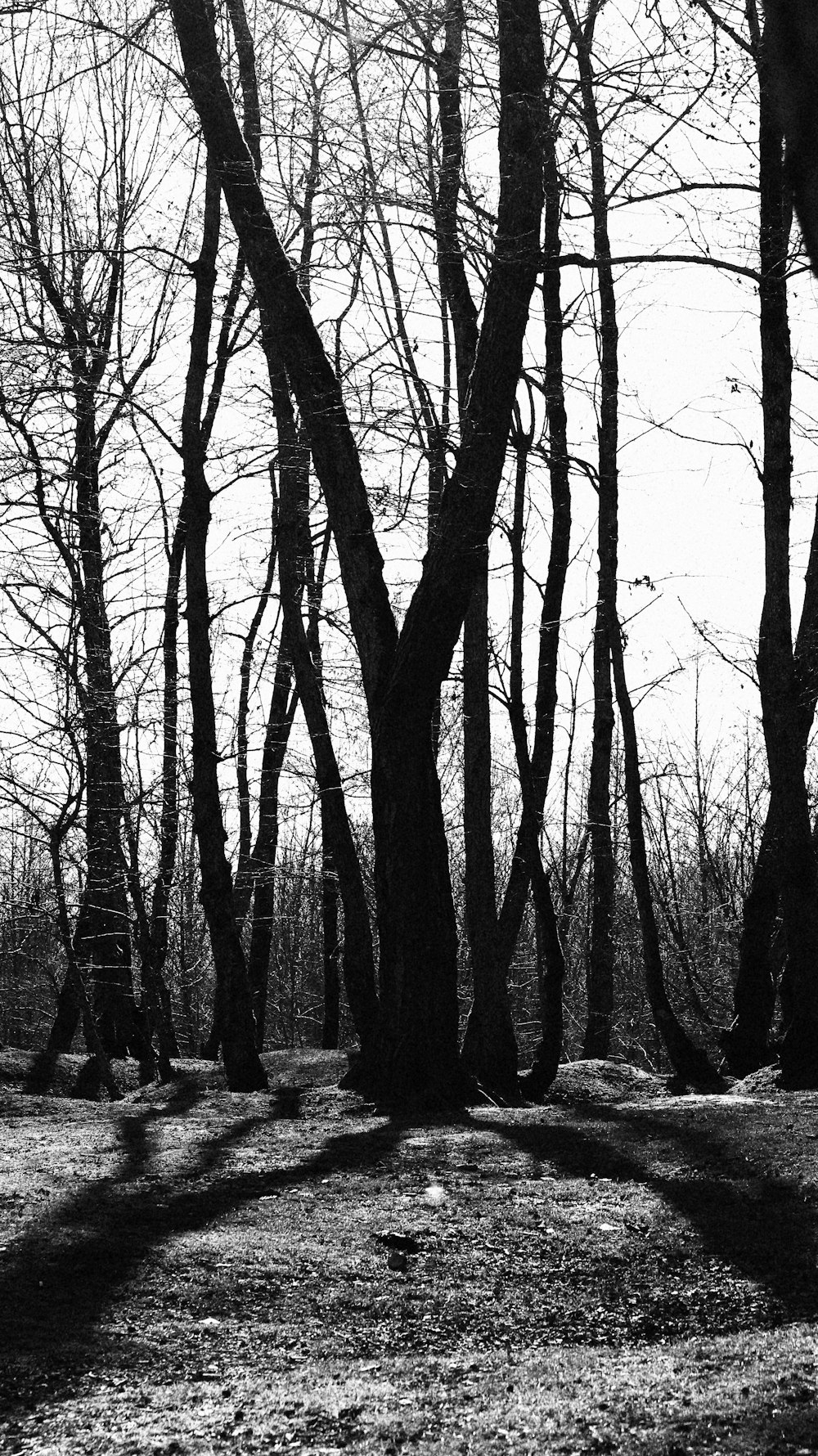 a black and white photo of trees in the woods