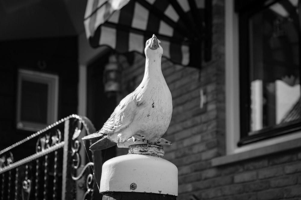 a pigeon sitting on top of a fire hydrant