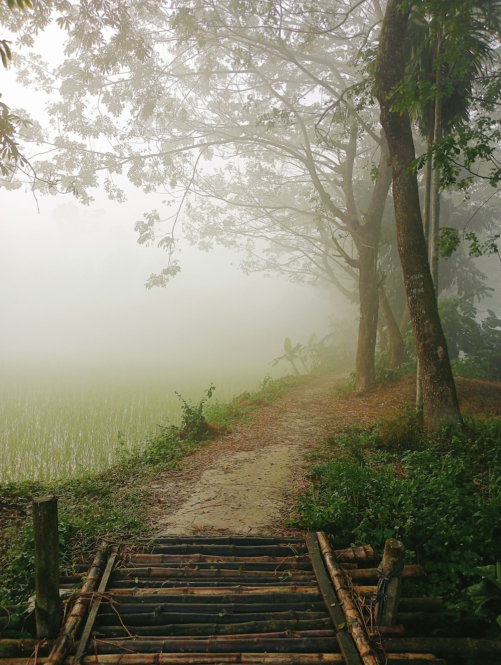 a foggy path leading to a tree lined field
