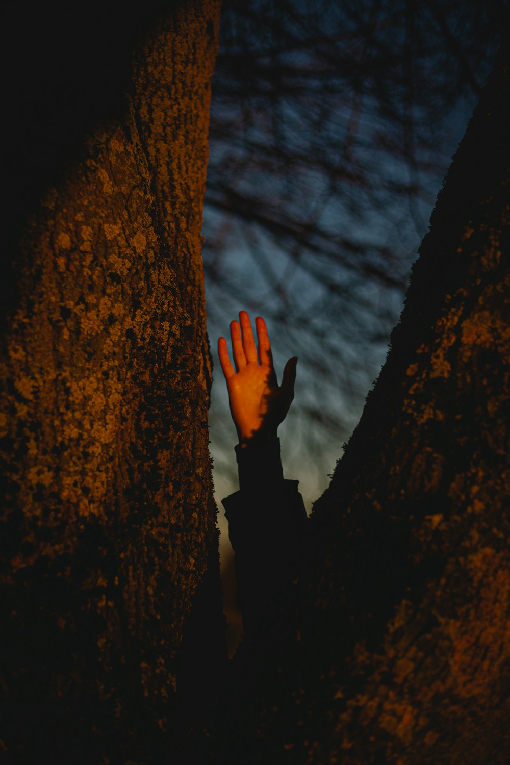 a hand reaching out from behind a tree