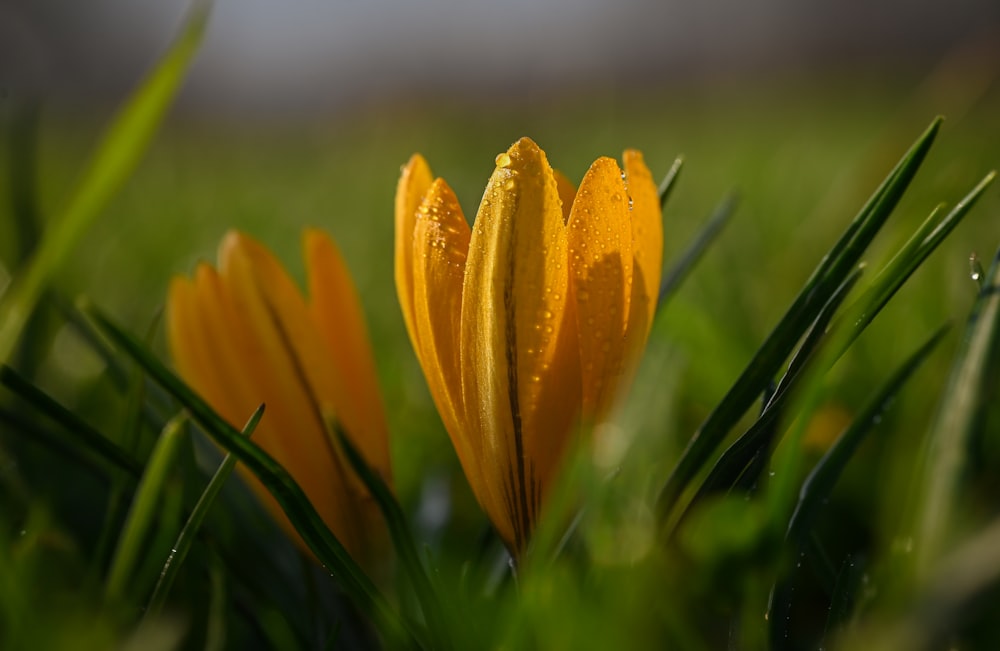 a close up of a yellow flower in the grass