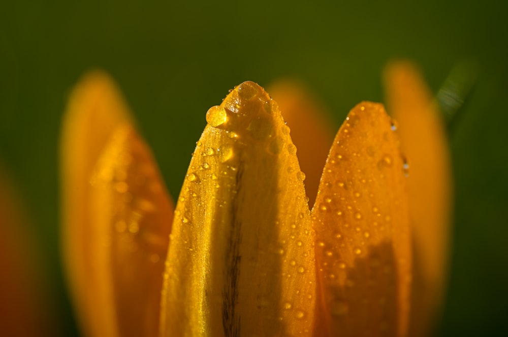 a close up of a yellow flower with drops of water on it