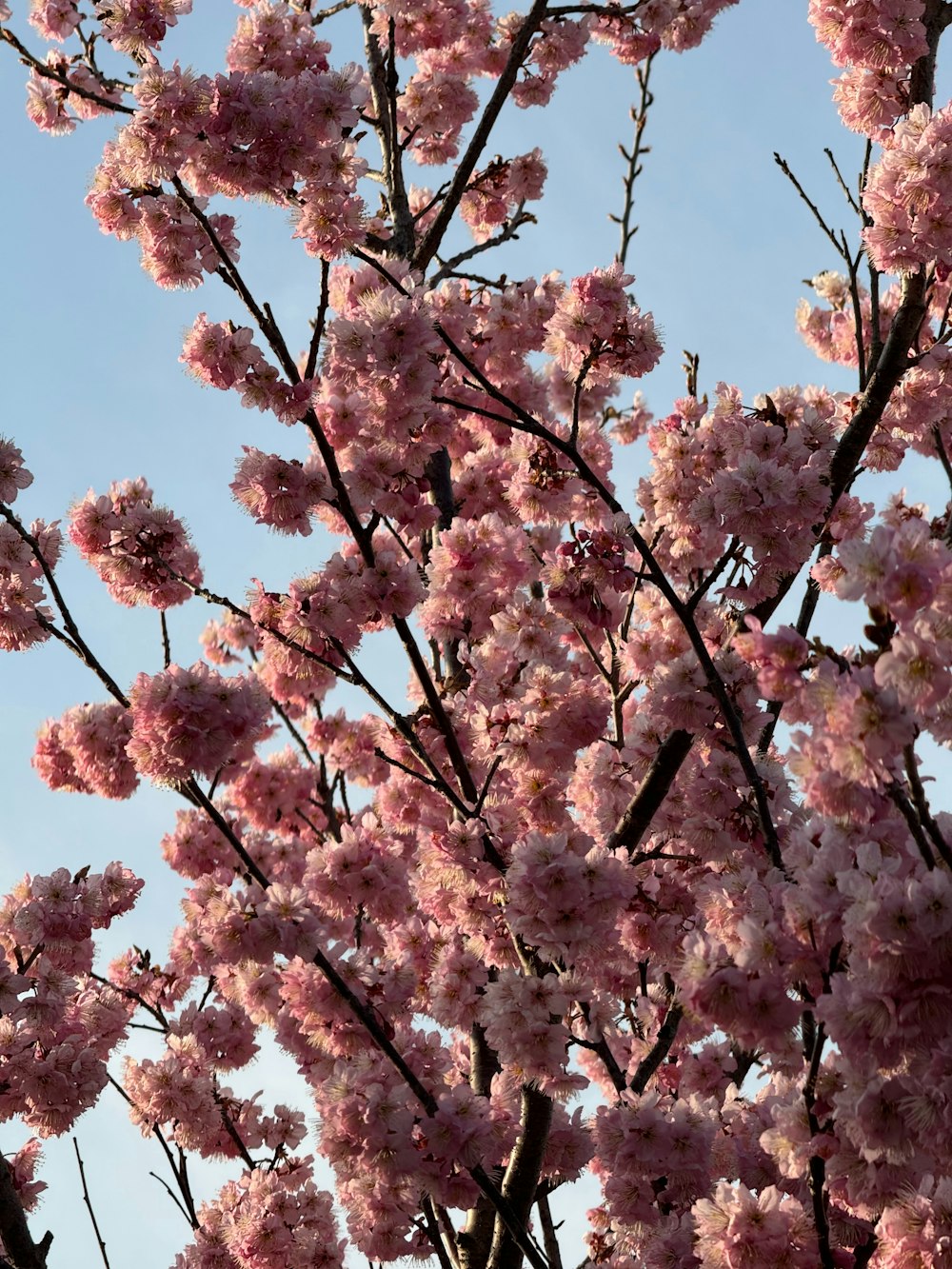 a tree with lots of pink flowers on it