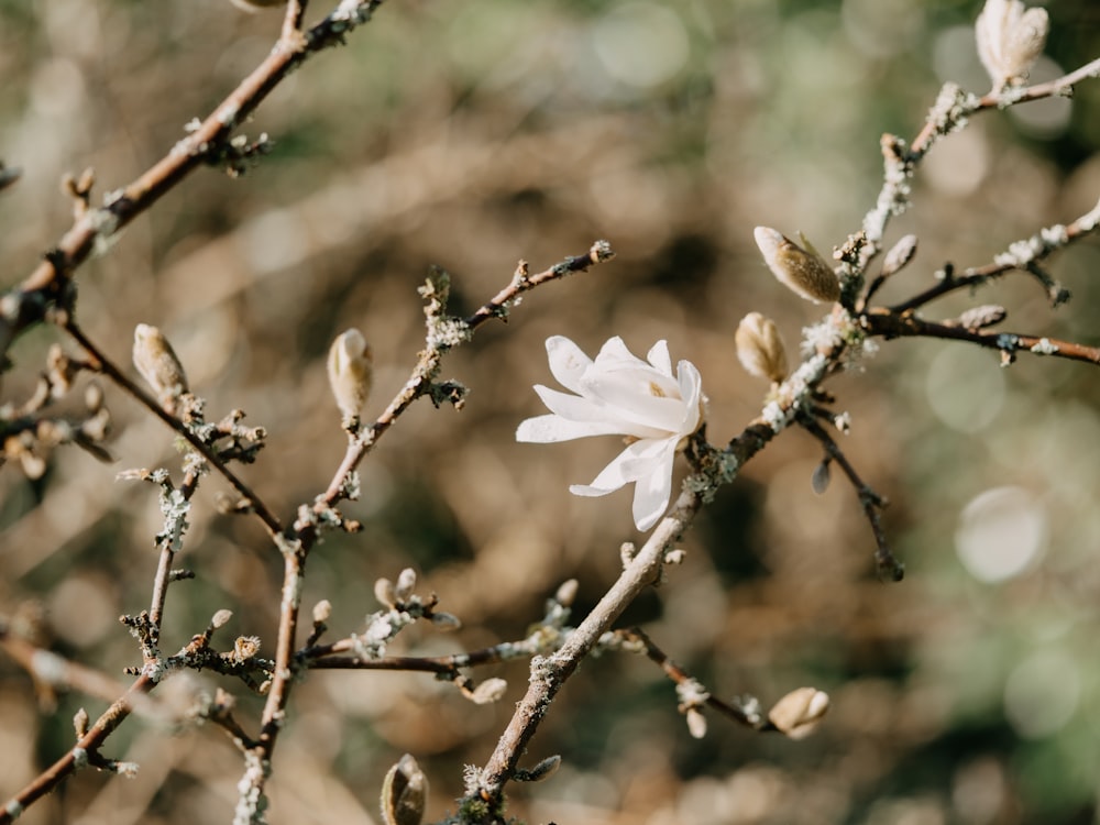 a small white flower on a tree branch