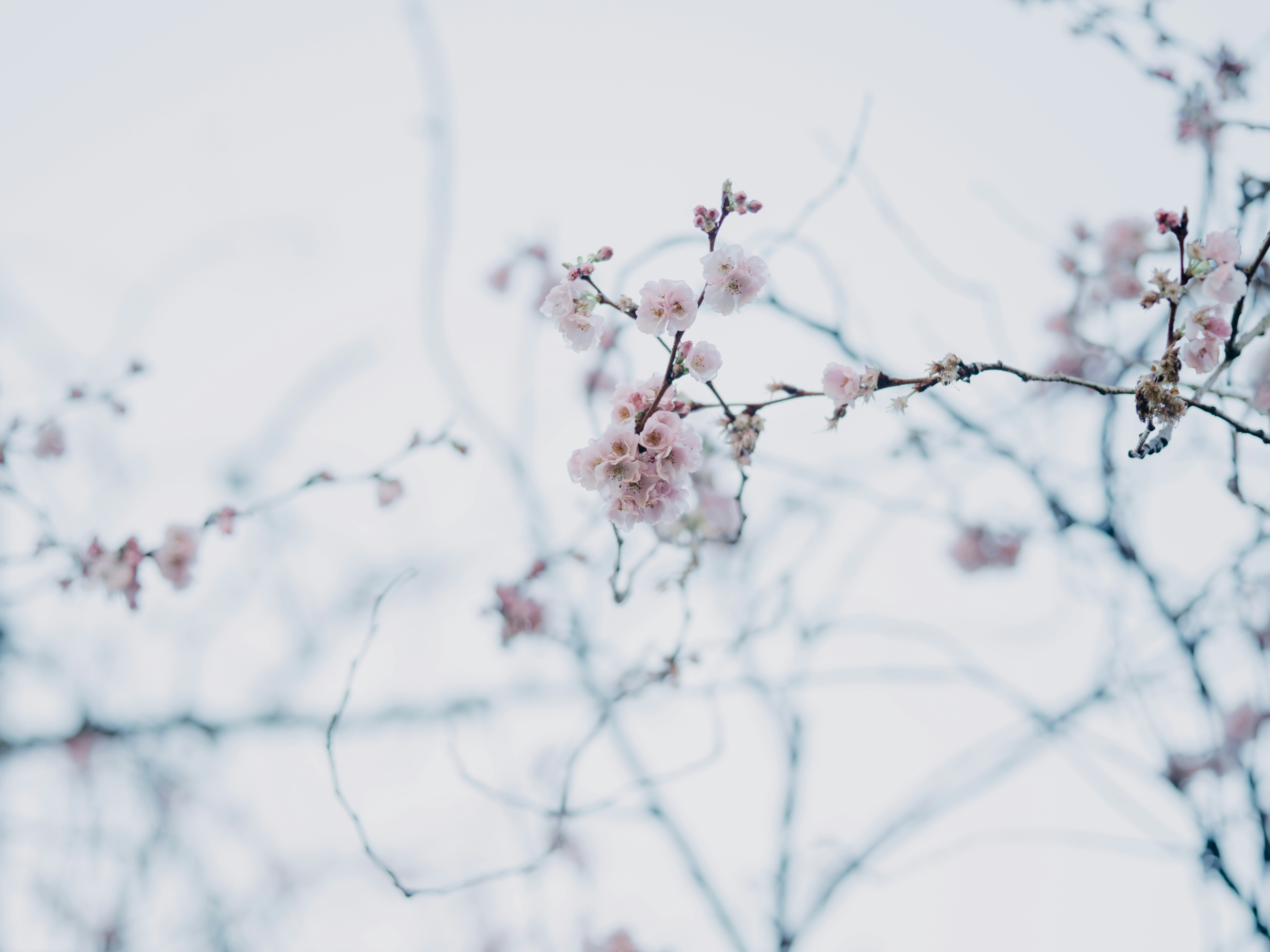 Photo by anniespratt