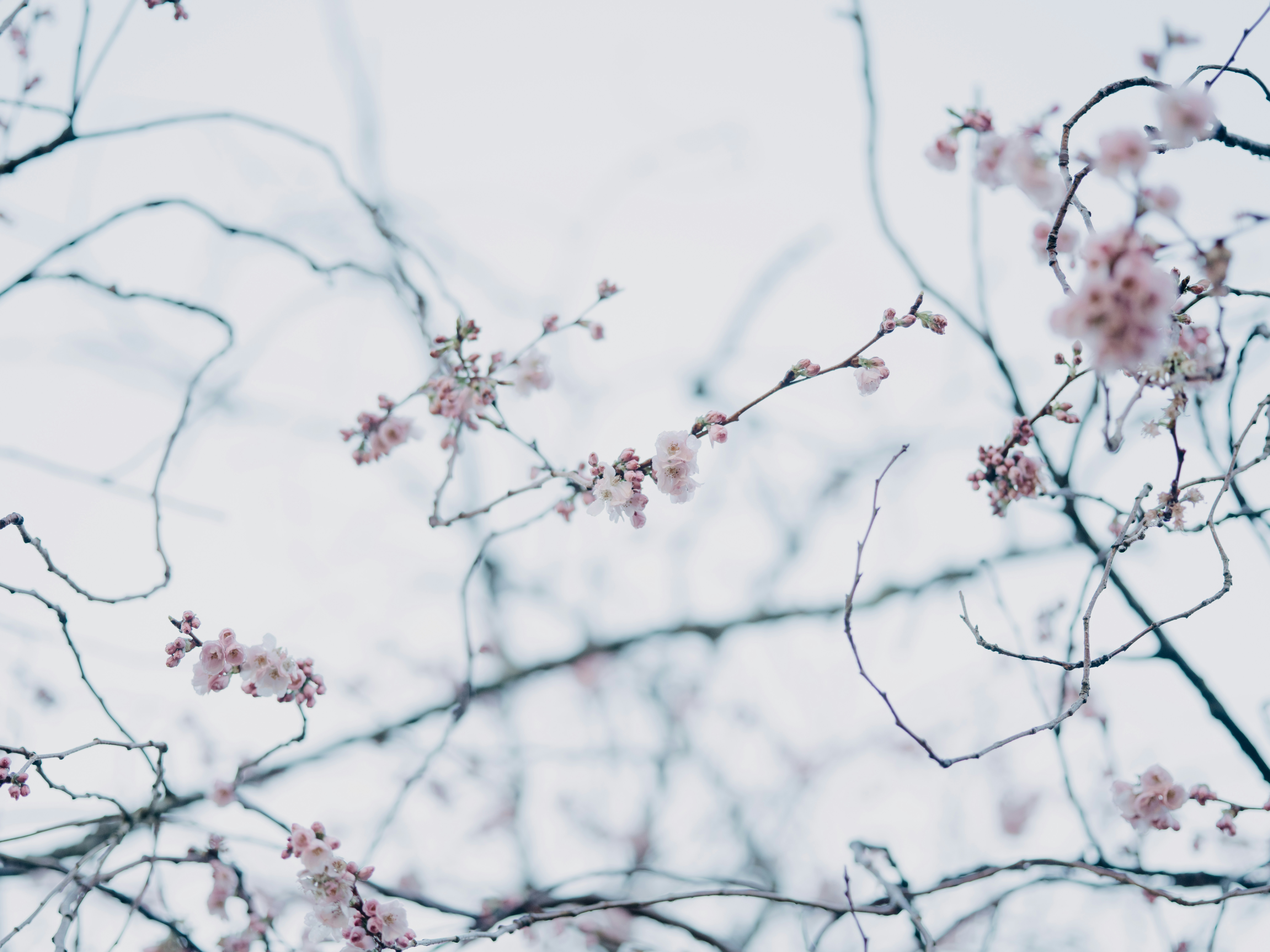 Photo by anniespratt