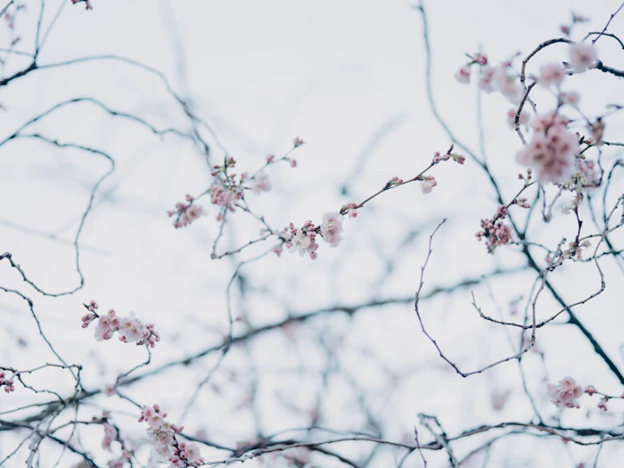 Photographie décorative de fleurs roses