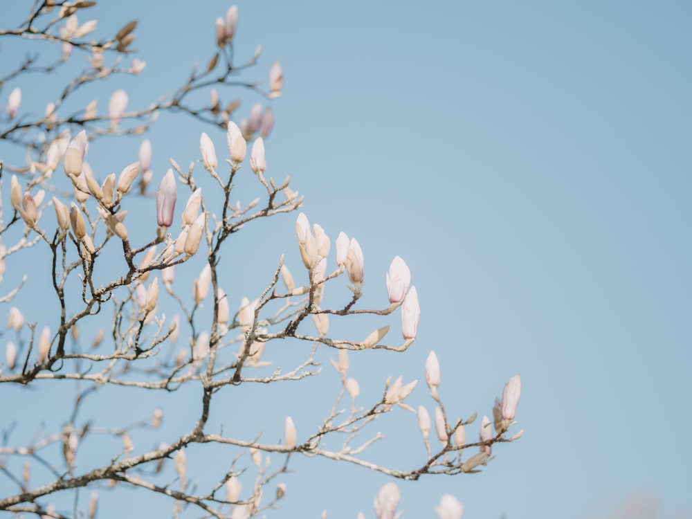 a tree branch with white flowers against a blue sky