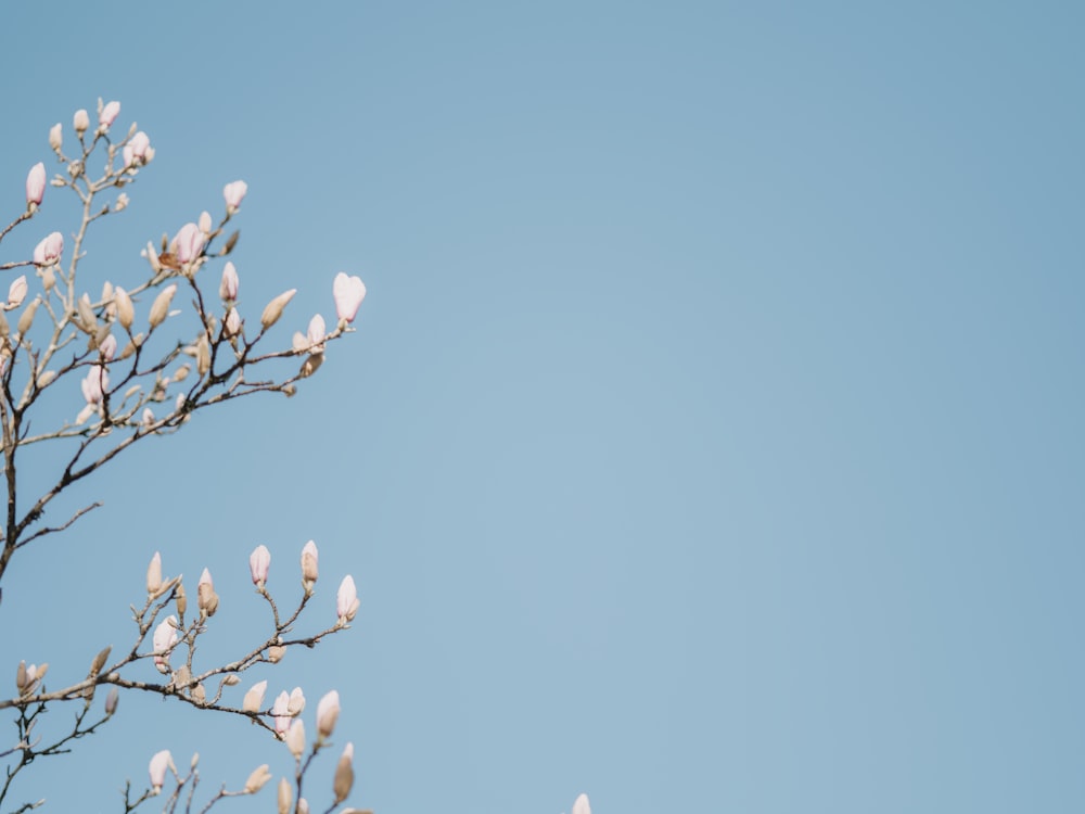 a tree branch with white flowers against a blue sky