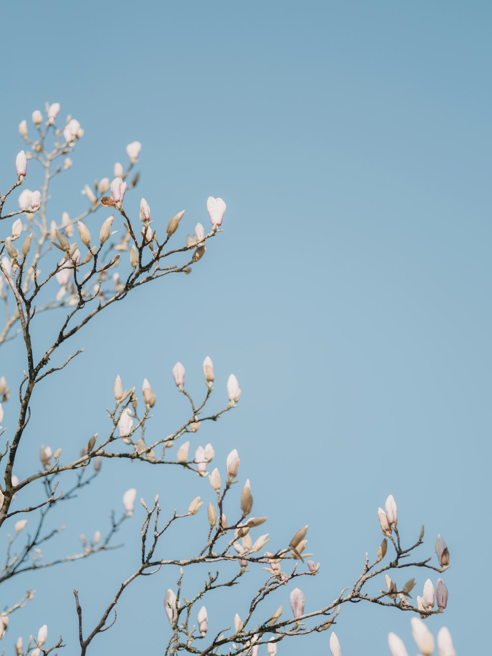 a tree with white flowers against a blue sky