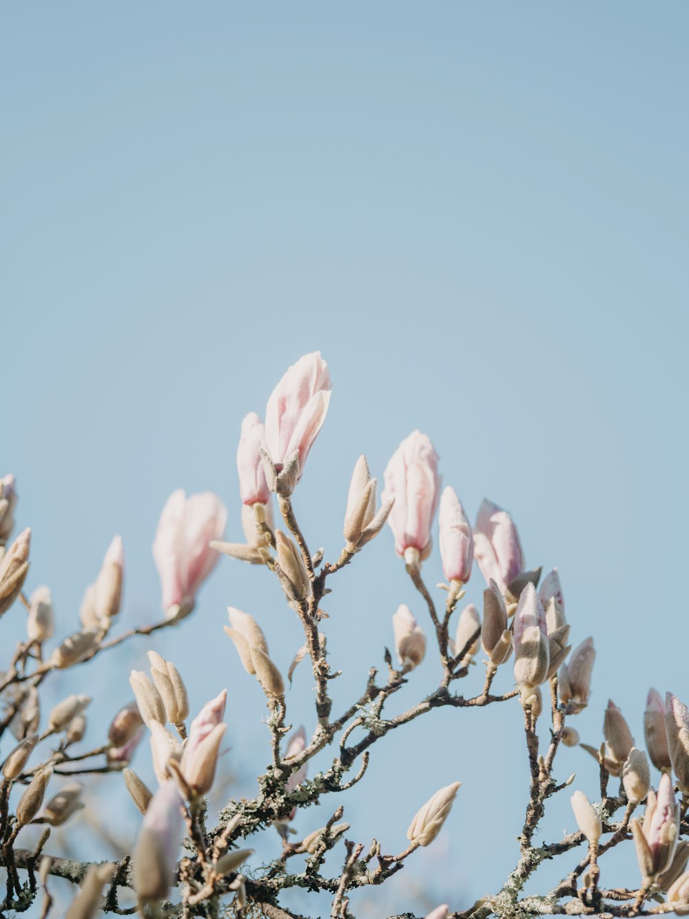 un ramo de flores rosadas que están en un árbol