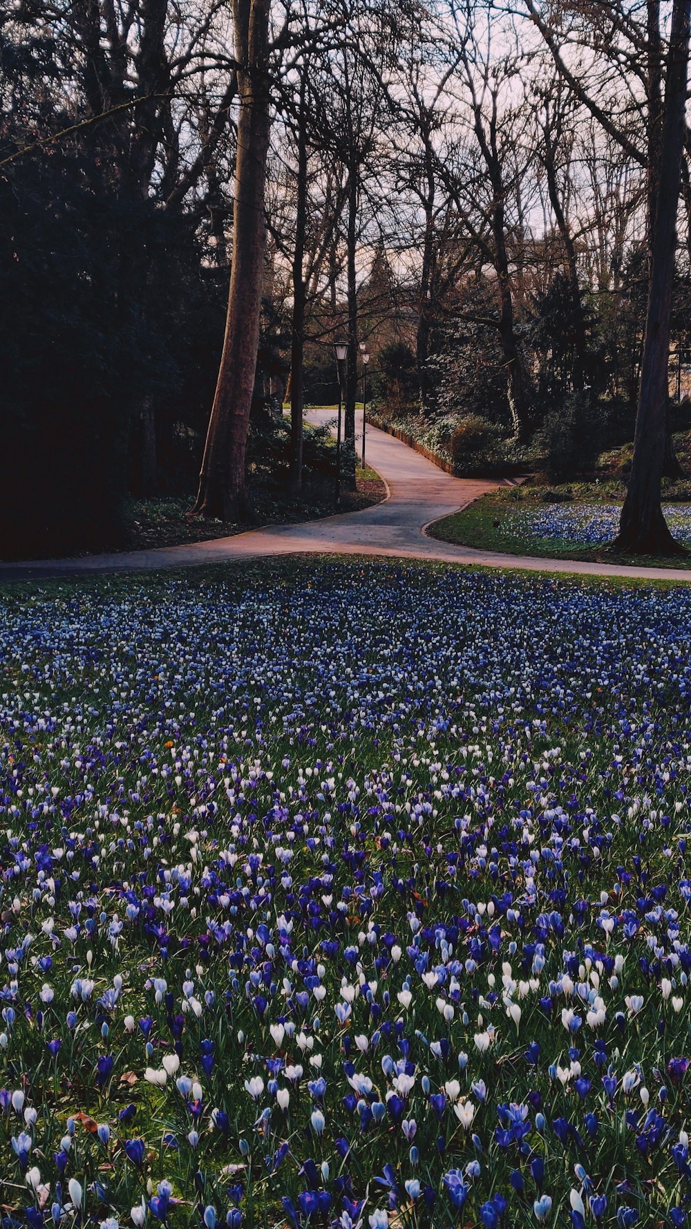 blue and white flowers in the grass near a road