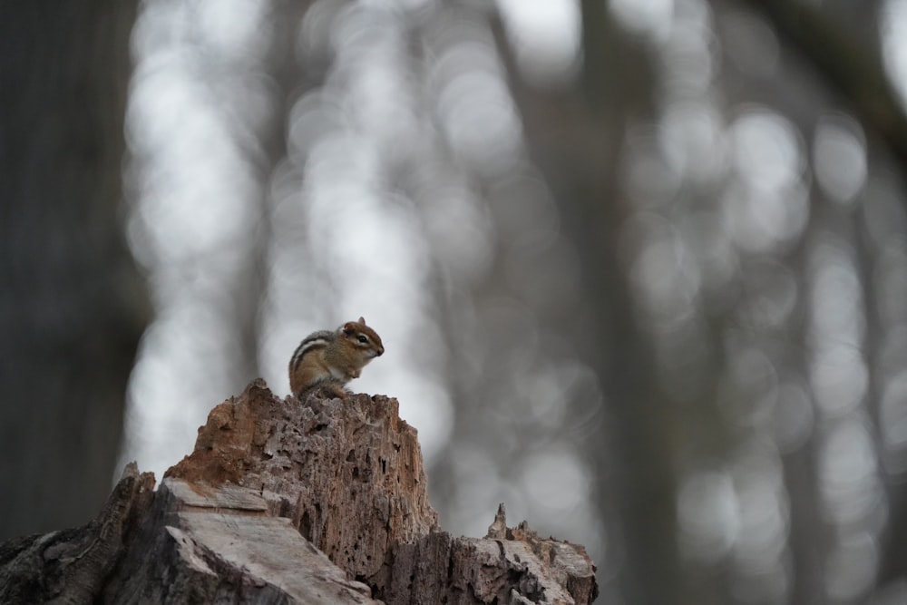 a small squirrel sitting on top of a tree stump