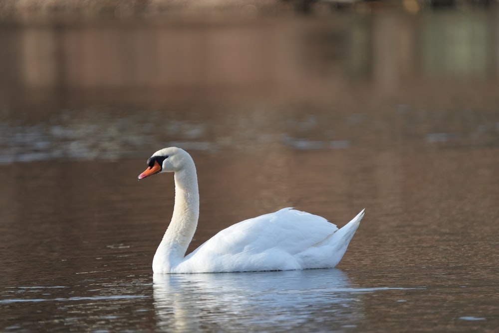 a white swan floating on top of a body of water