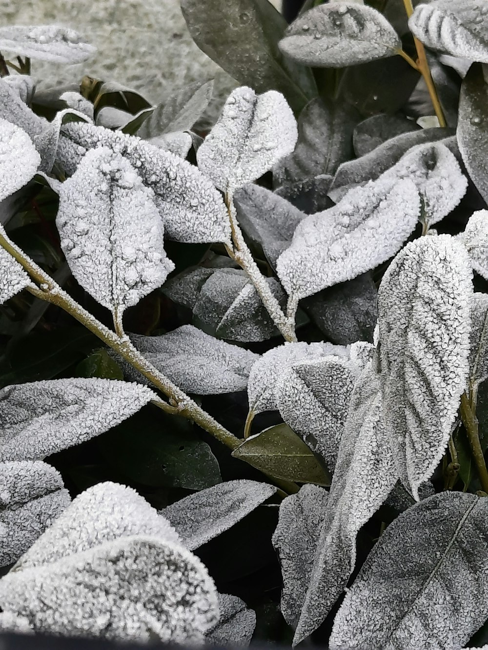 a close up of a plant with frost on it