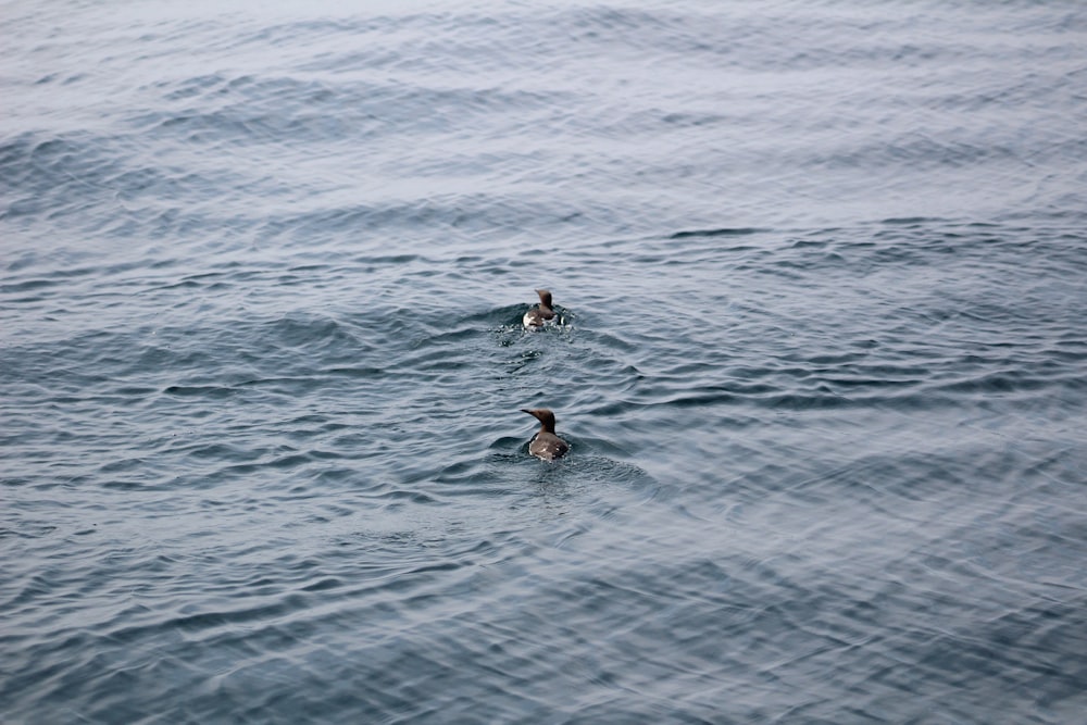 a couple of ducks swimming in a body of water
