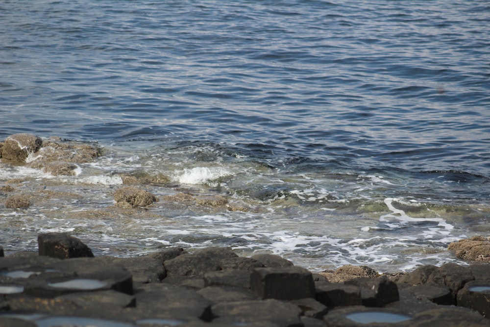 a bird is standing on the rocks near the water