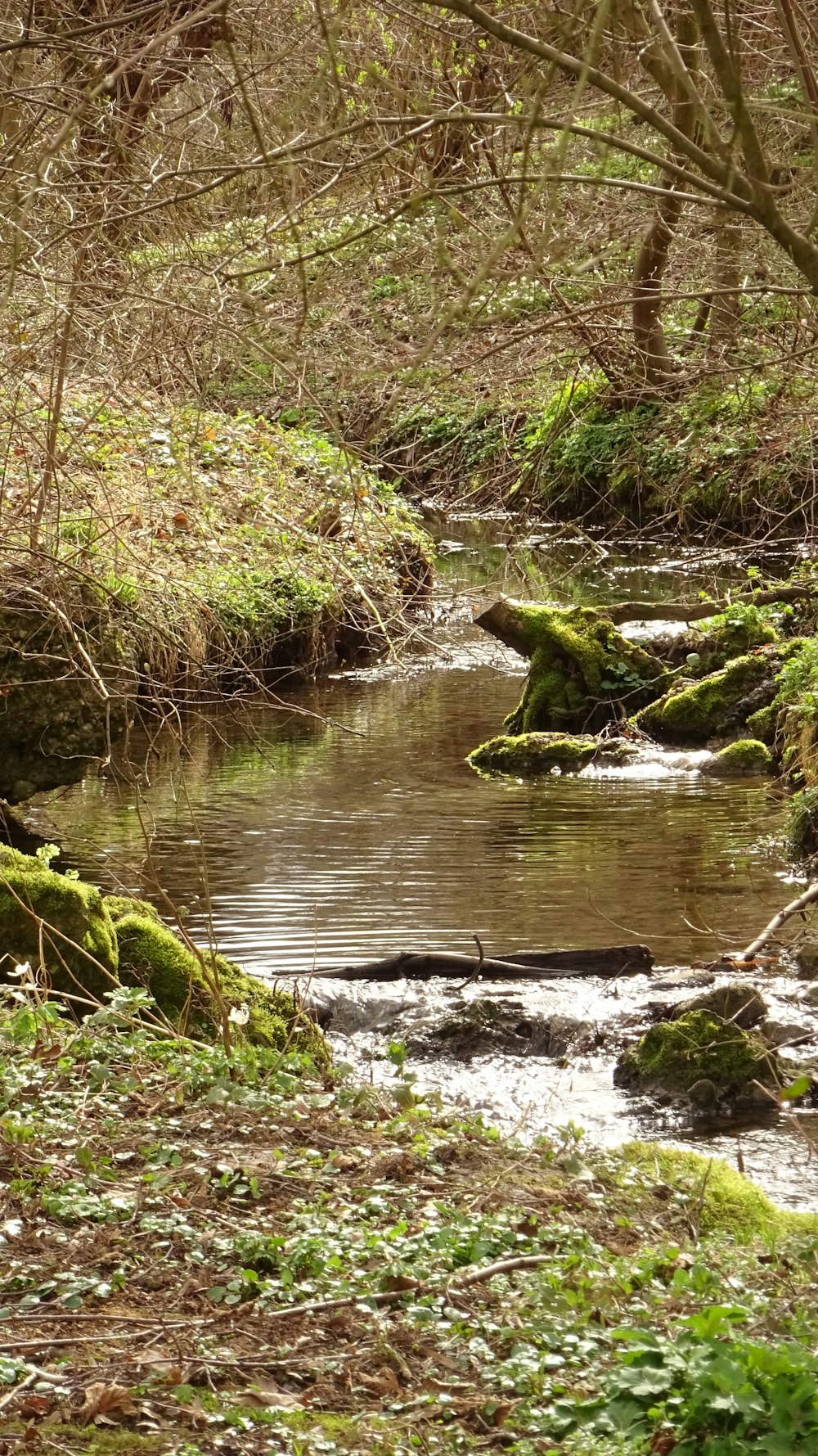 a stream running through a lush green forest