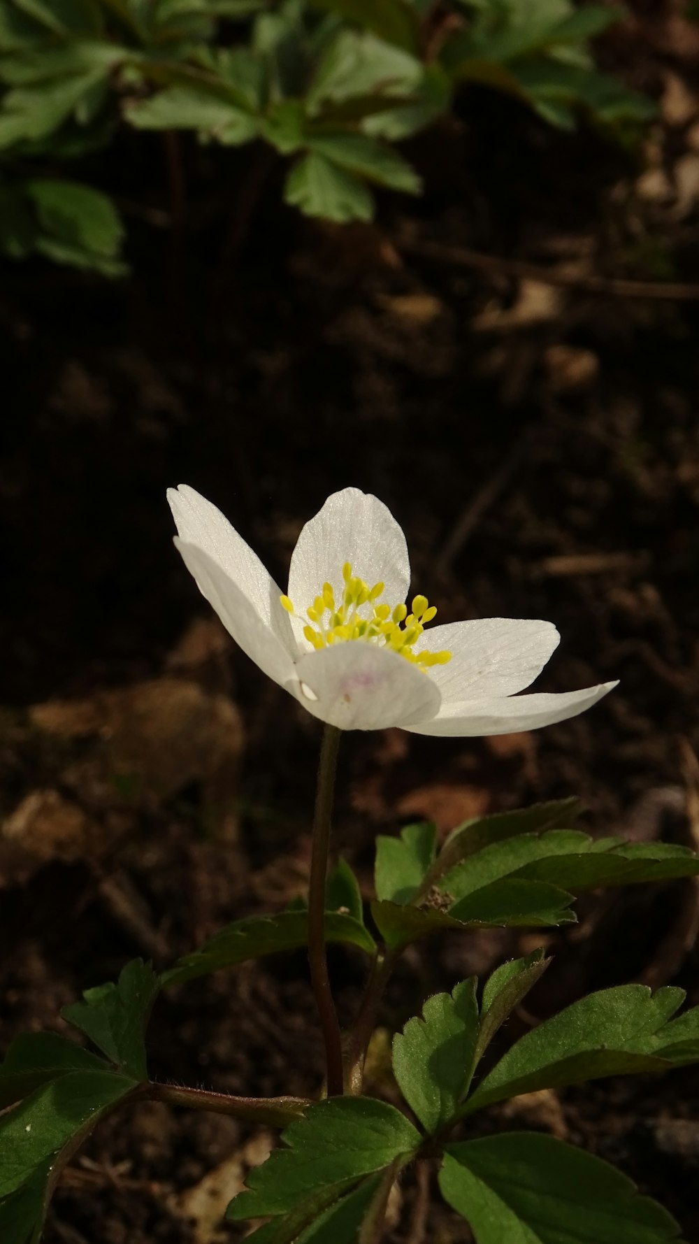 uma flor branca com um centro amarelo em uma floresta
