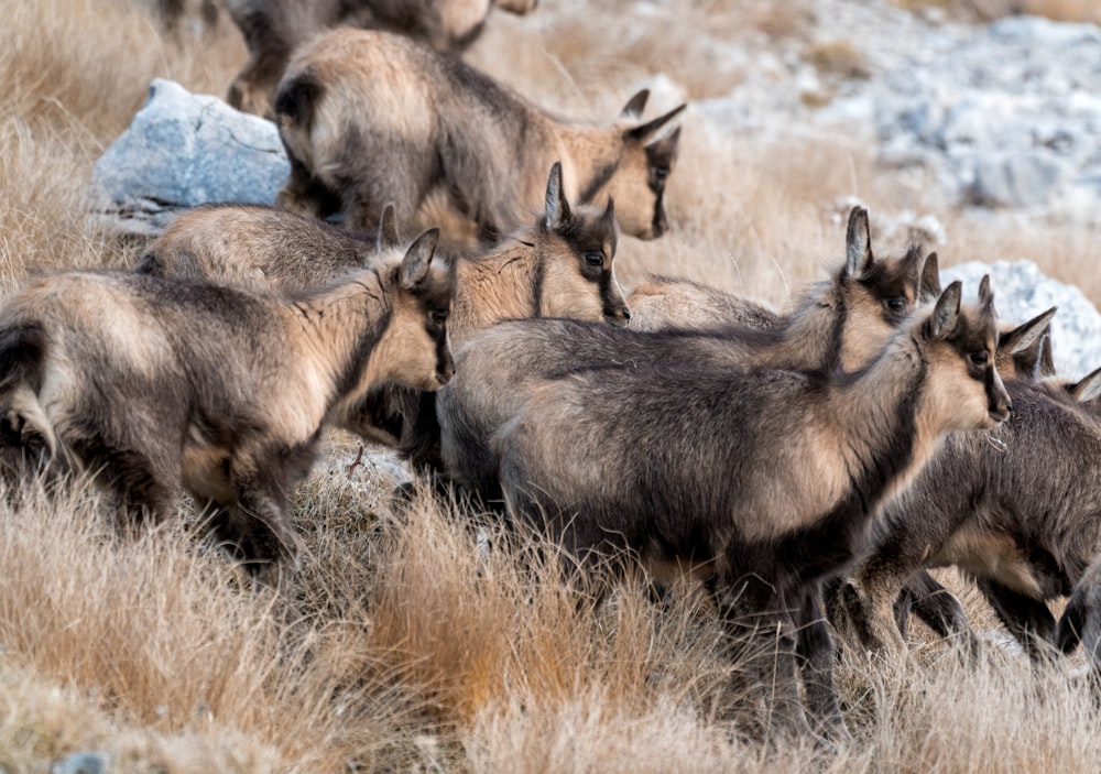 a herd of wild animals walking across a dry grass field