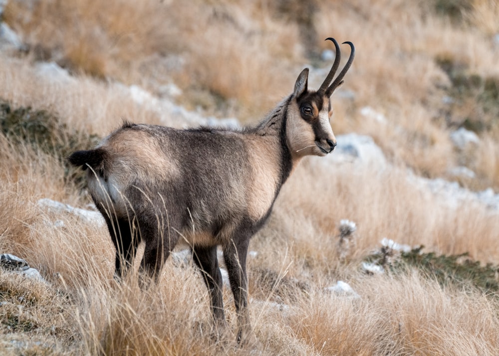 a goat standing on top of a dry grass covered hillside