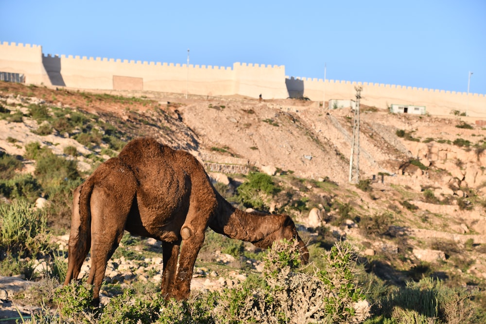 a camel grazing in a field next to a wall