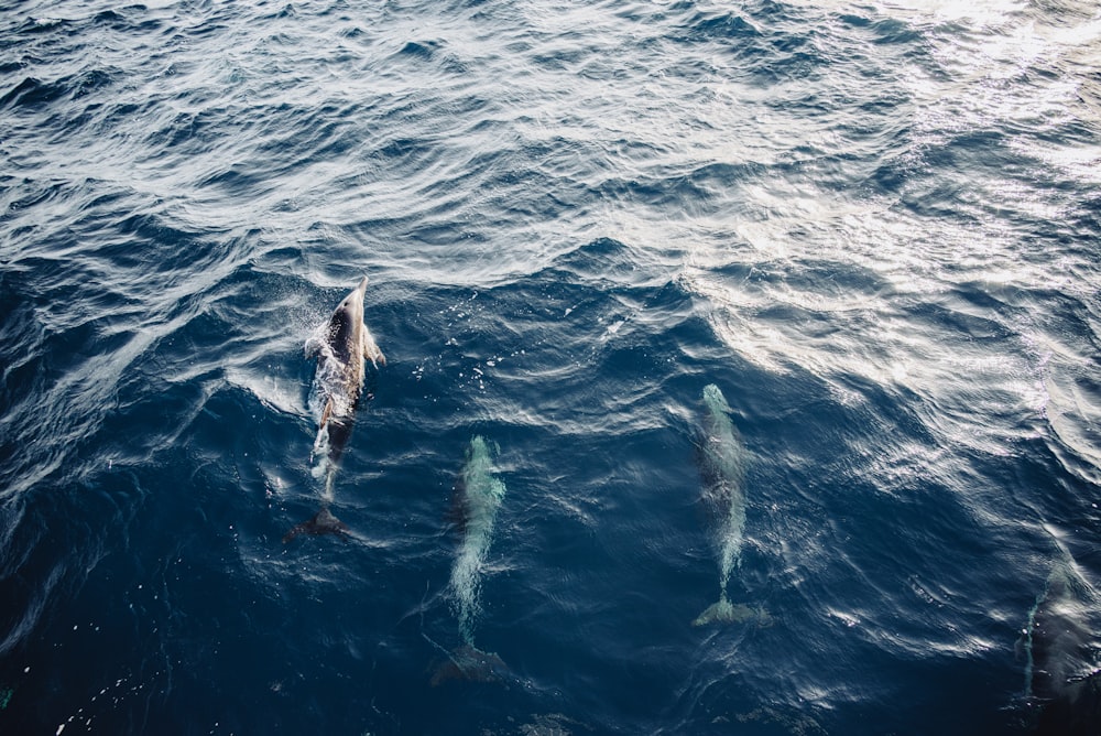 a group of dolphins swimming in the ocean