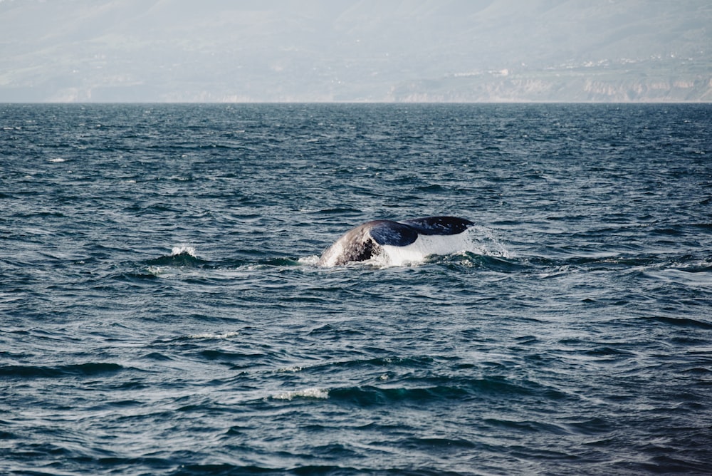 a humpback whale dives into the ocean